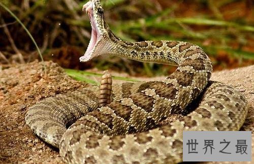 世界十大毒蛇，毒液轻松毒死一群成人！