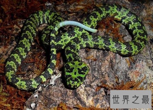 世界十大毒蛇，毒液轻松毒死一群成人！
