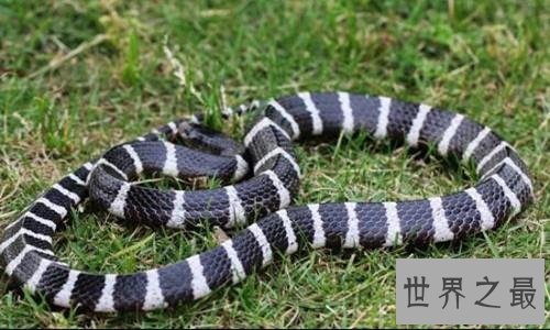 世界十大毒蛇，毒液轻松毒死一群成人！