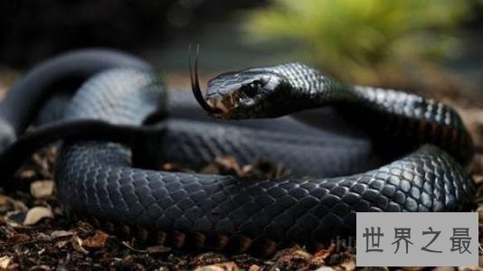 世界十大毒蛇，毒液轻松毒死一群成人！